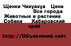 Щенки Чихуахуа › Цена ­ 12000-15000 - Все города Животные и растения » Собаки   . Хабаровский край